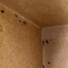 German Cockroach Treatment in Central Bakersfield, CA
